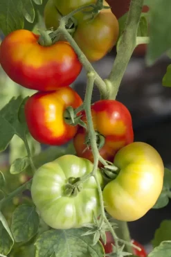 Solanum lycopersicum (Tomaat)