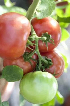 Solanum lycopersicum (Tomaat)