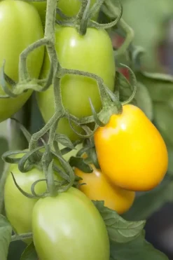 Solanum lycopersicum (Tomaat)