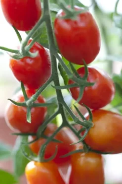 Solanum lycopersicum (Tomaat)