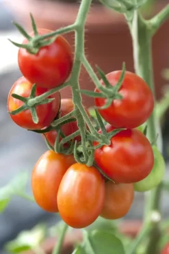 Solanum lycopersicum (Tomaat)
