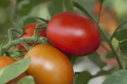 Solanum lycopersicum (Tomaat)