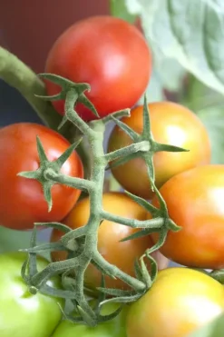 Solanum lycopersicum (Tomaat)