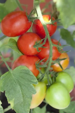 Solanum lycopersicum (Tomaat)