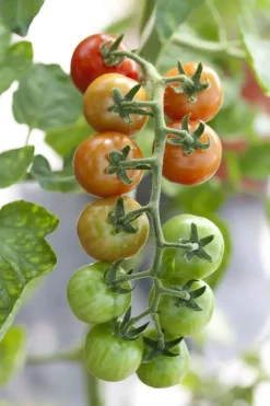 Solanum lycopersicum (Tomaat)