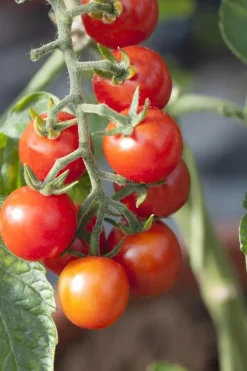Solanum lycopersicum (Tomaat)