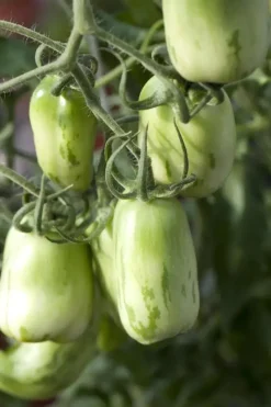 Solanum lycopersicum (Tomaat)