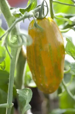 Solanum lycopersicum (Tomaat)