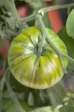 Solanum lycopersicum (Tomaat)