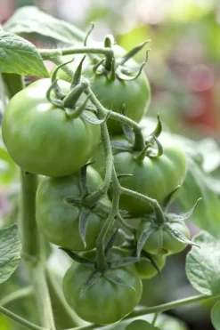 Solanum lycopersicum (Tomaat)