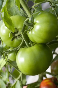 Solanum lycopersicum (Tomaat)