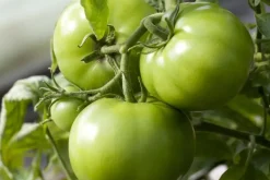 Solanum lycopersicum (Tomaat)