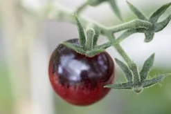Solanum lycopersicum (Tomaat)