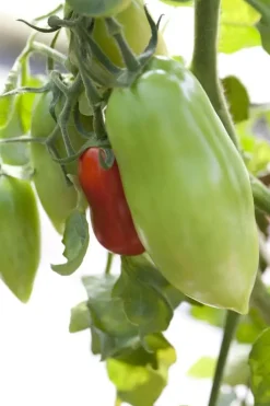 Solanum lycopersicum (Tomaat)