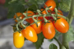 Solanum lycopersicum (Tomaat)