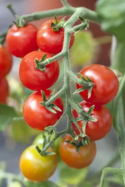 Solanum lycopersicum (Tomaat)