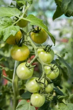 Solanum lycopersicum (Tomaat)