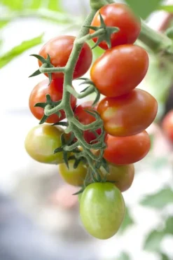 Solanum lycopersicum (Tomaat)