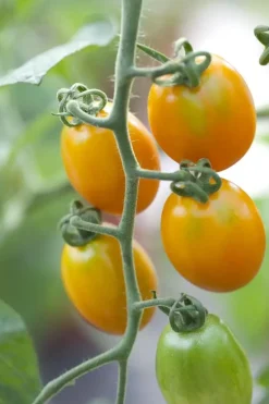 Solanum lycopersicum (Tomaat)