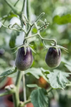 Solanum lycopersicum (Tomaat)