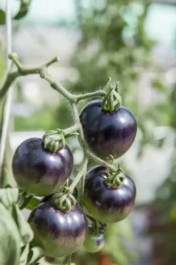 Solanum lycopersicum (Tomaat)