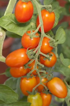 Solanum lycopersicum (Tomaat)