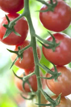Solanum lycopersicum (Tomaat)