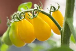 Solanum lycopersicum (Tomaat)