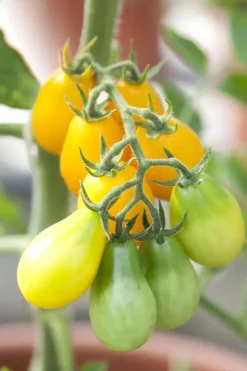 Solanum lycopersicum (Tomaat)