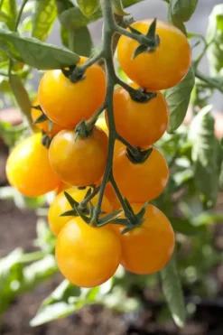 Solanum lycopersicum (Tomaat)