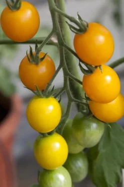 Solanum lycopersicum (Tomaat)