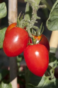 Solanum lycopersicum (Tomaat)