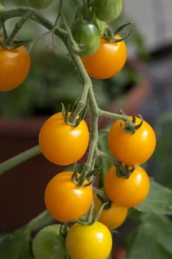 Solanum lycopersicum (Tomaat)