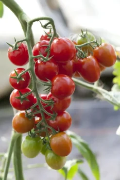 Solanum lycopersicum (Tomaat)