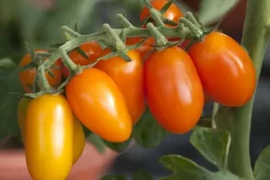 Solanum lycopersicum (Tomaat)