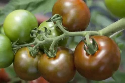 Solanum lycopersicum (Tomaat)