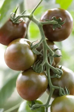 Solanum lycopersicum (Tomaat)