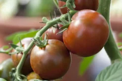Solanum lycopersicum (Tomaat)