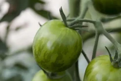 Solanum lycopersicum (Tomaat)