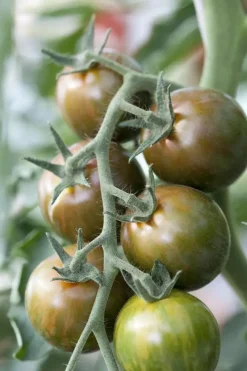 Solanum lycopersicum (Tomaat)