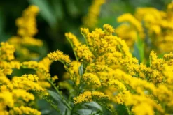 Solidago strahlenkrone (Guldenroede)