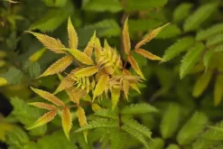 Sorbaria sorbifolia 'Sem'(s) (Lijsterbesspirea 'Sem')