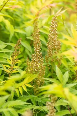 Sorbaria sorbifolia 'Sem'(s) (Lijsterbesspirea 'Sem')