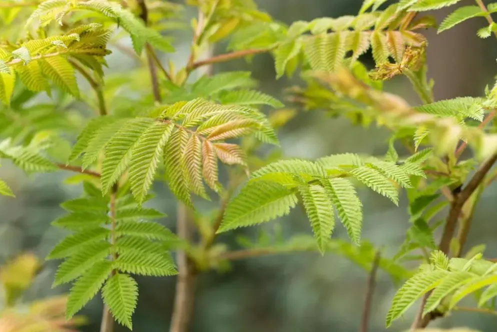Sorbaria sorbifolia 'Sem'(s) (Lijsterbesspirea 'Sem')
