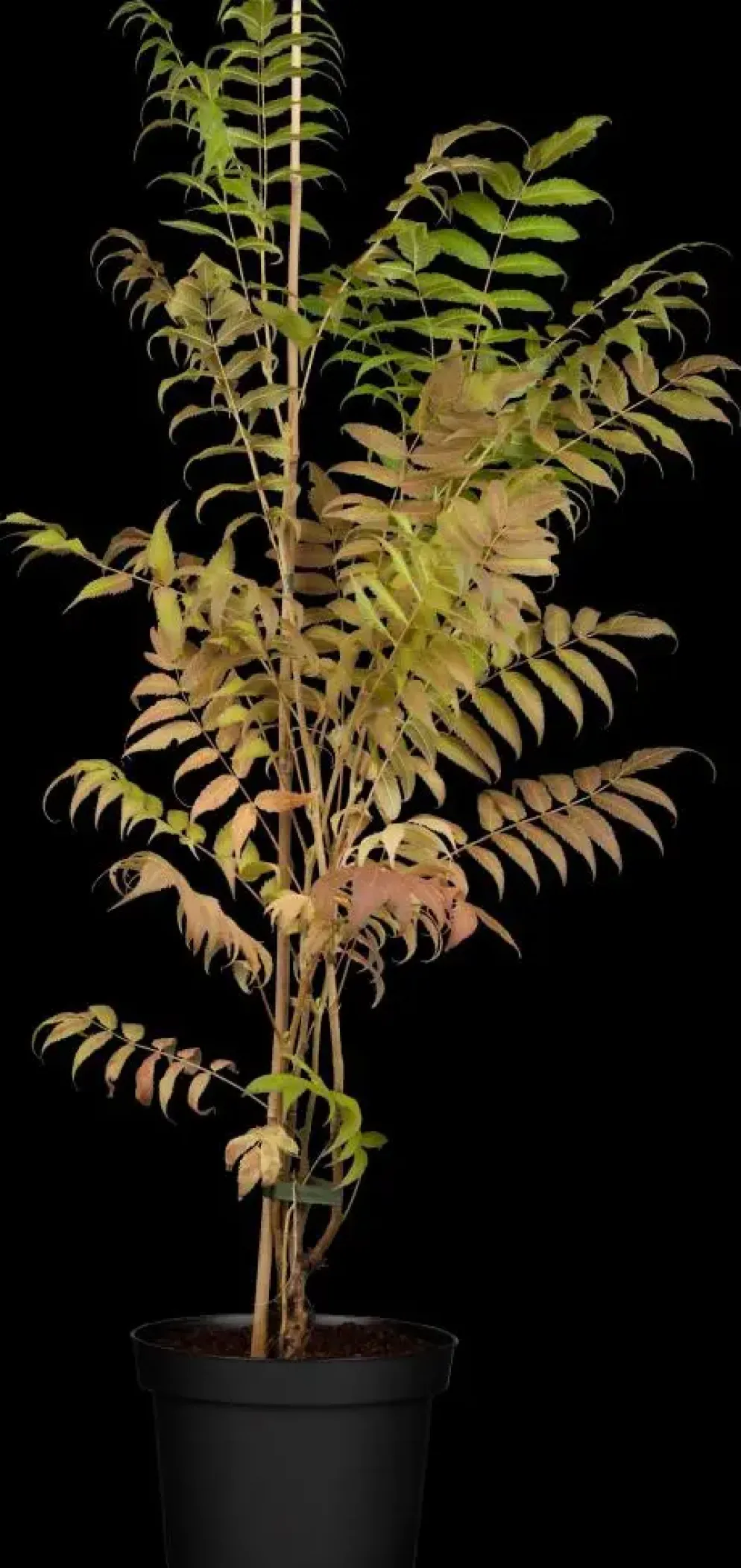 Sorbaria sorbifolia 'Sem'(s) (Lijsterbesspirea 'Sem')