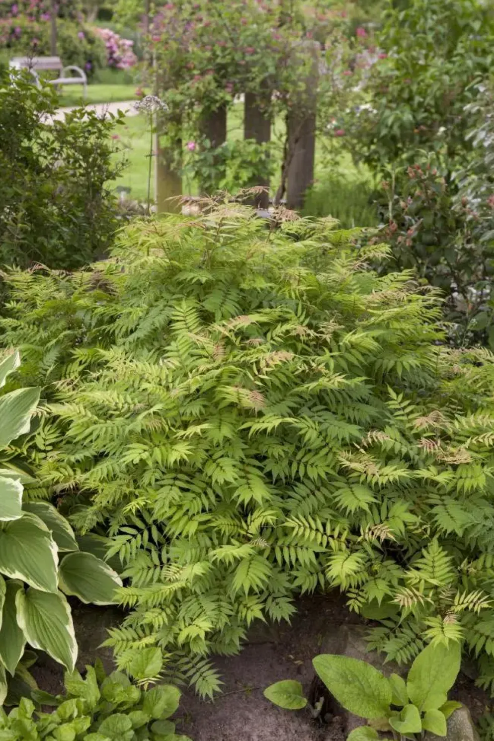 Sorbaria sorbifolia 'Sem'(s) (Lijsterbesspirea 'Sem')