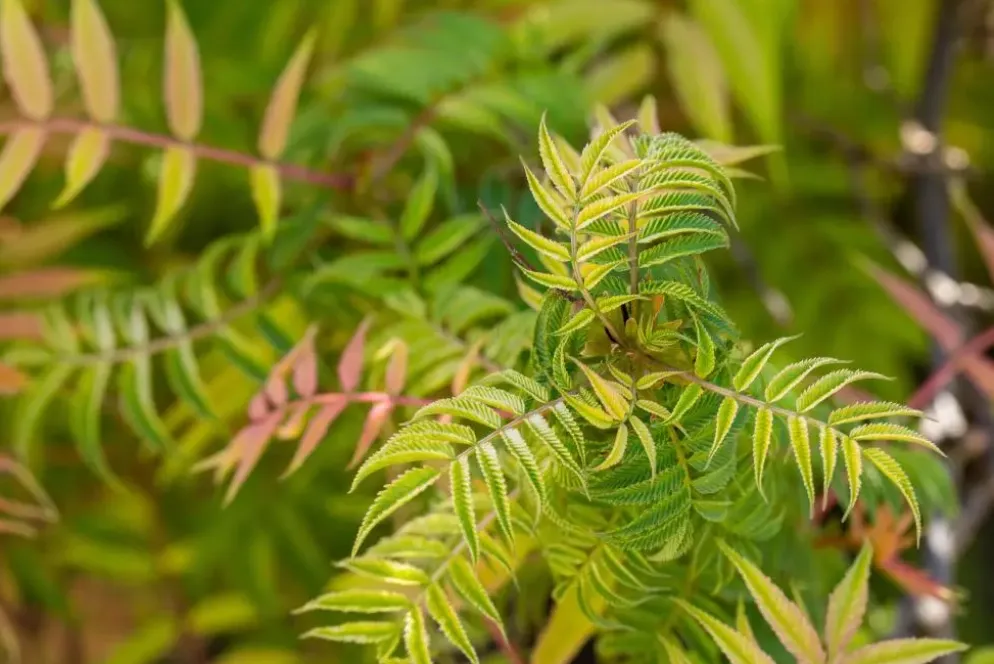 Sorbaria sorbifolia 'Sem'(s) (Lijsterbesspirea 'Sem')