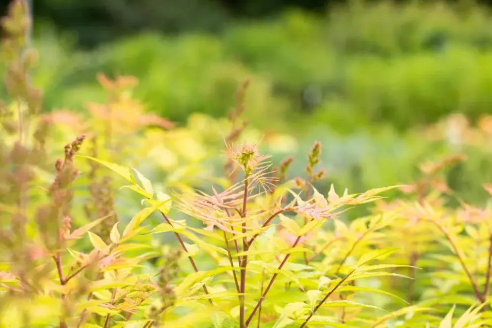 Sorbaria sorbifolia 'Sem'(s) (Lijsterbesspirea 'Sem')