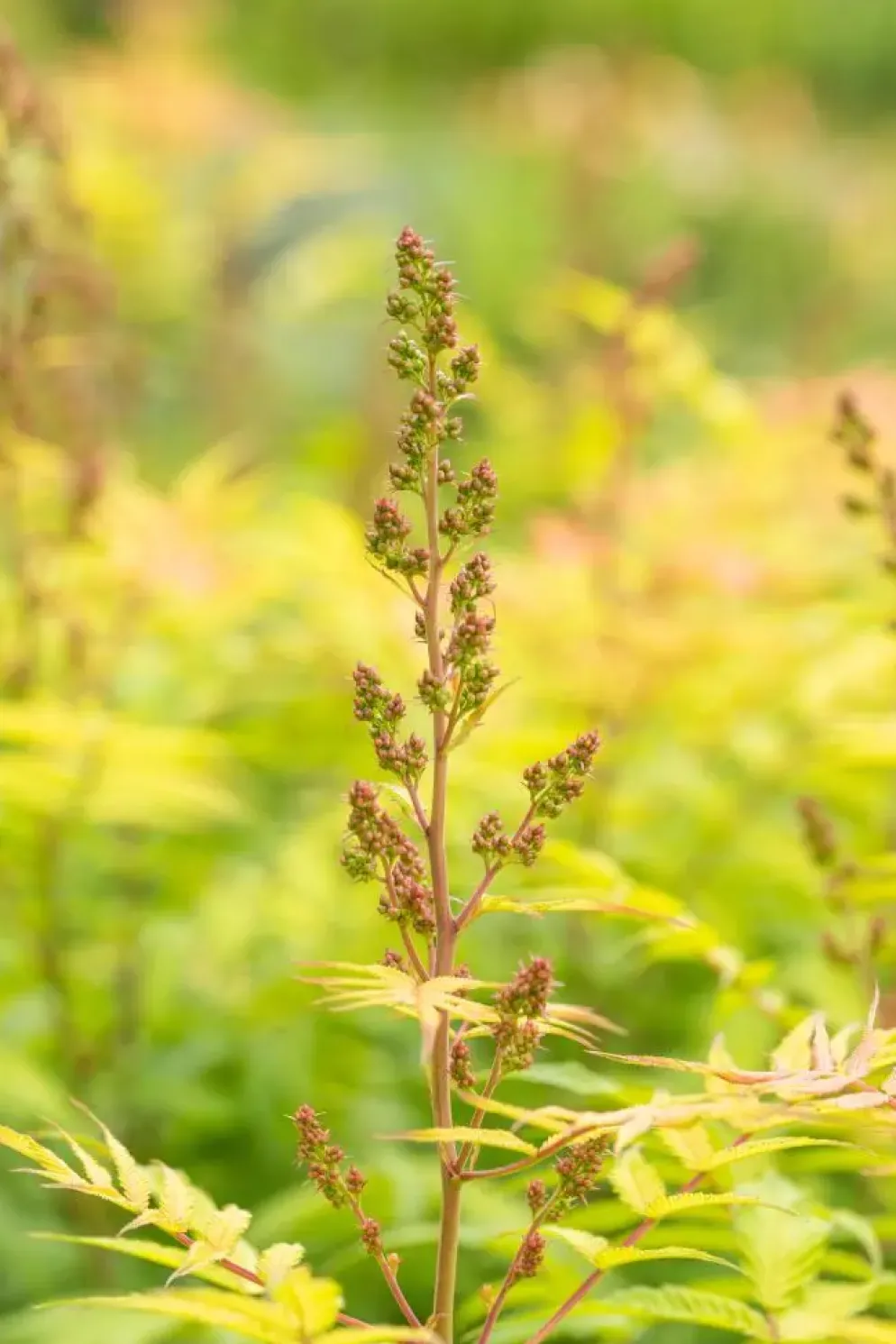 Sorbaria sorbifolia 'Sem'(s) (Lijsterbesspirea 'Sem')