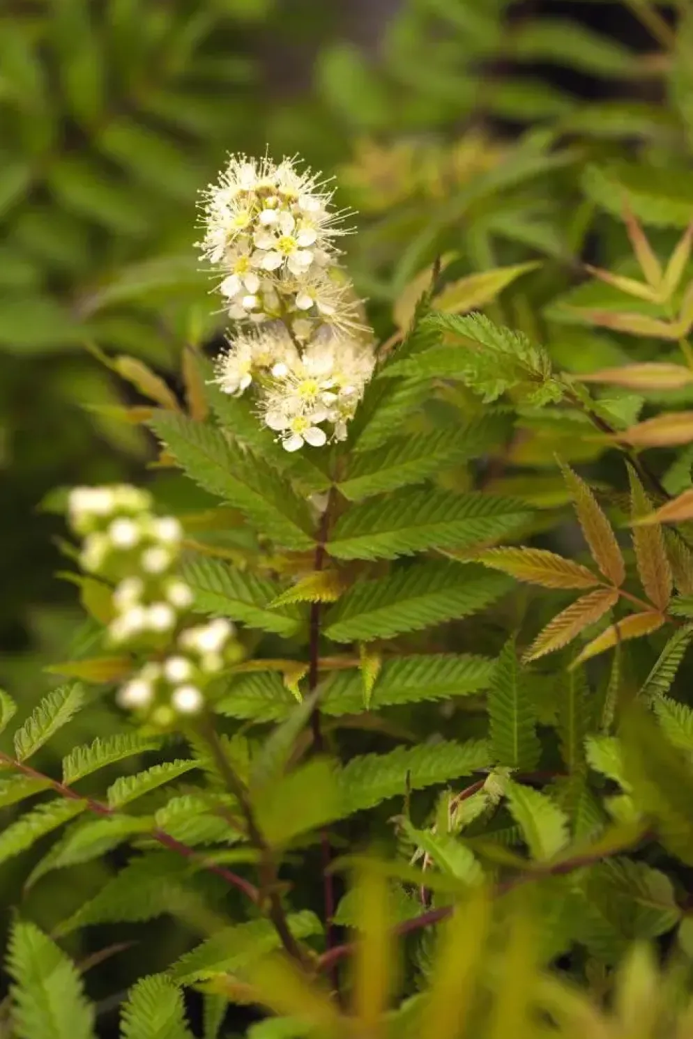 Sorbaria sorbifolia 'Sem'(s) (Lijsterbesspirea 'Sem')